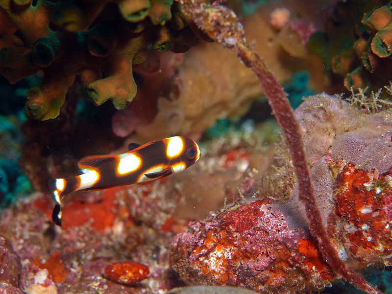 Harlequin Sweetlips, Batee Tokong